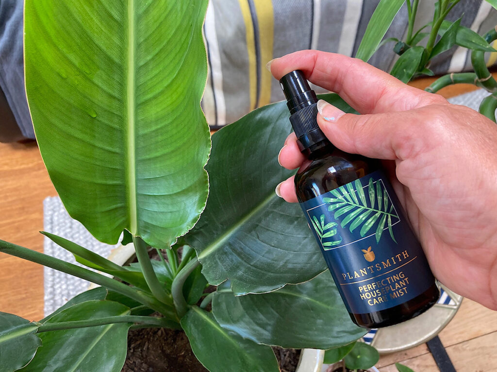 Misting Strelitzia with Houseplant Care Mist