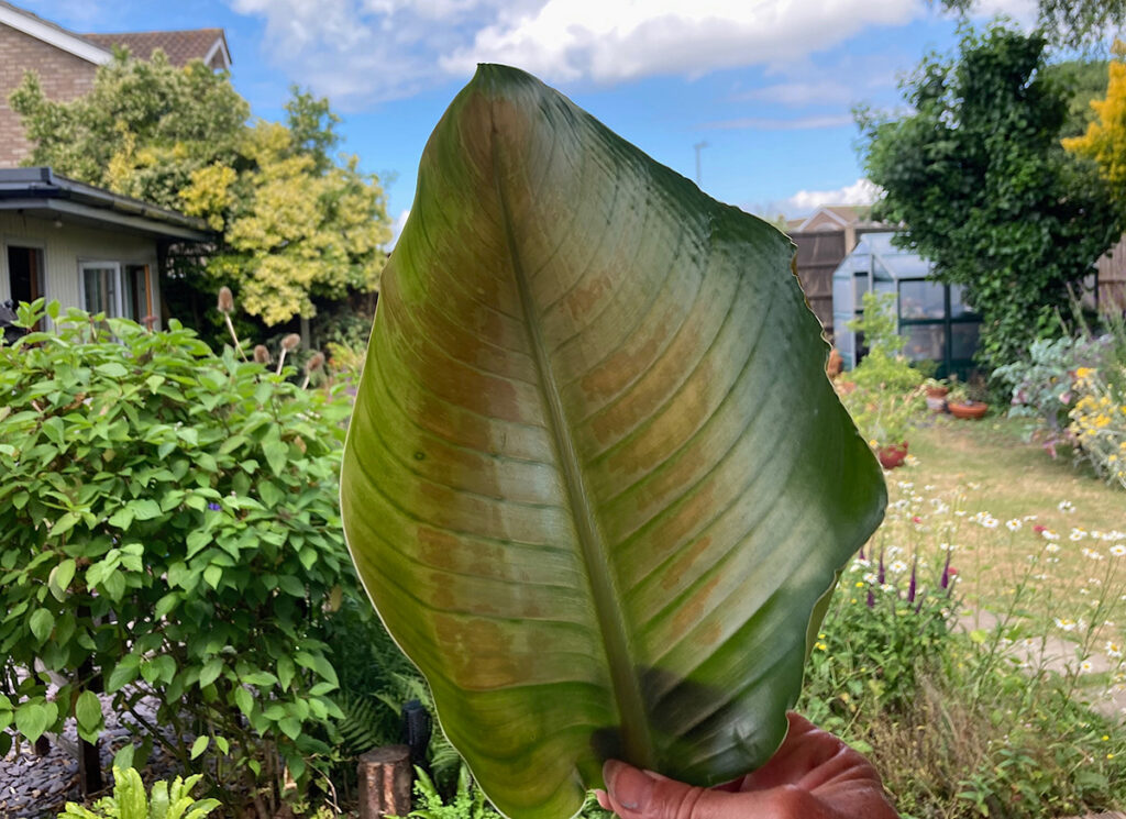 Leaf scorch on Strelitzia