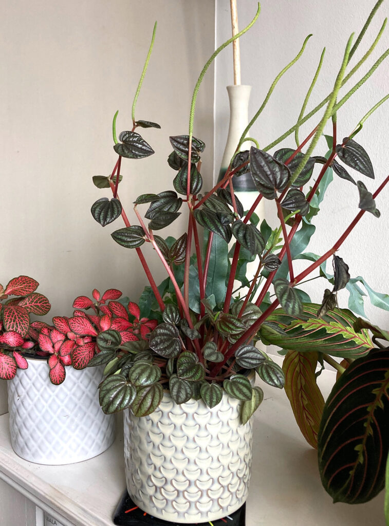 Peperomia in flower