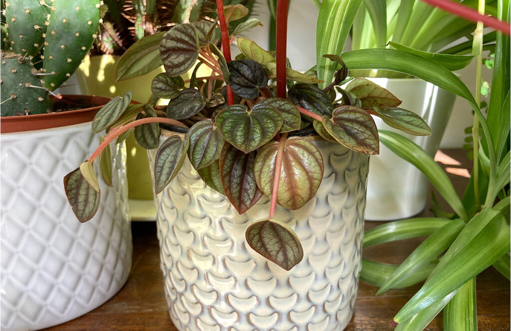 Peperomia leaves