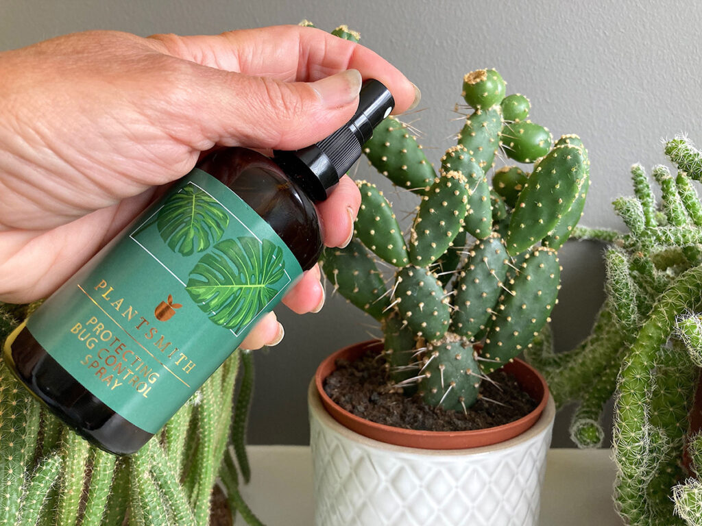 Spraying cacti infested with Mealy Bug with Plantsmith Bug Control spray