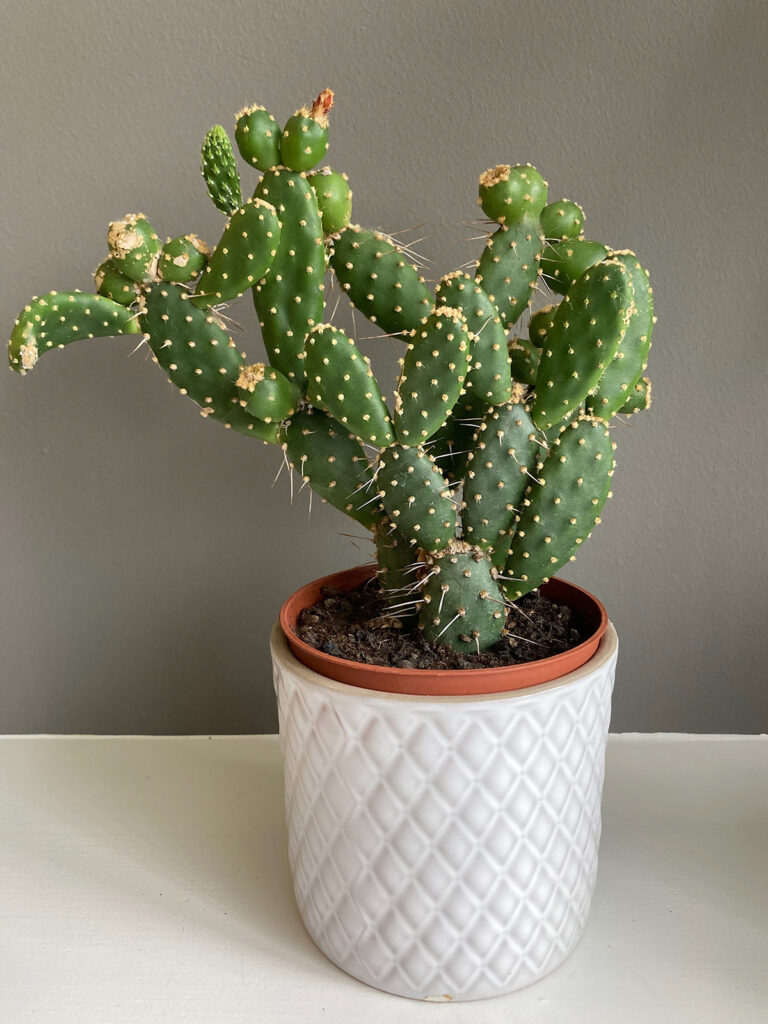 Prickly Pear cacti in pot