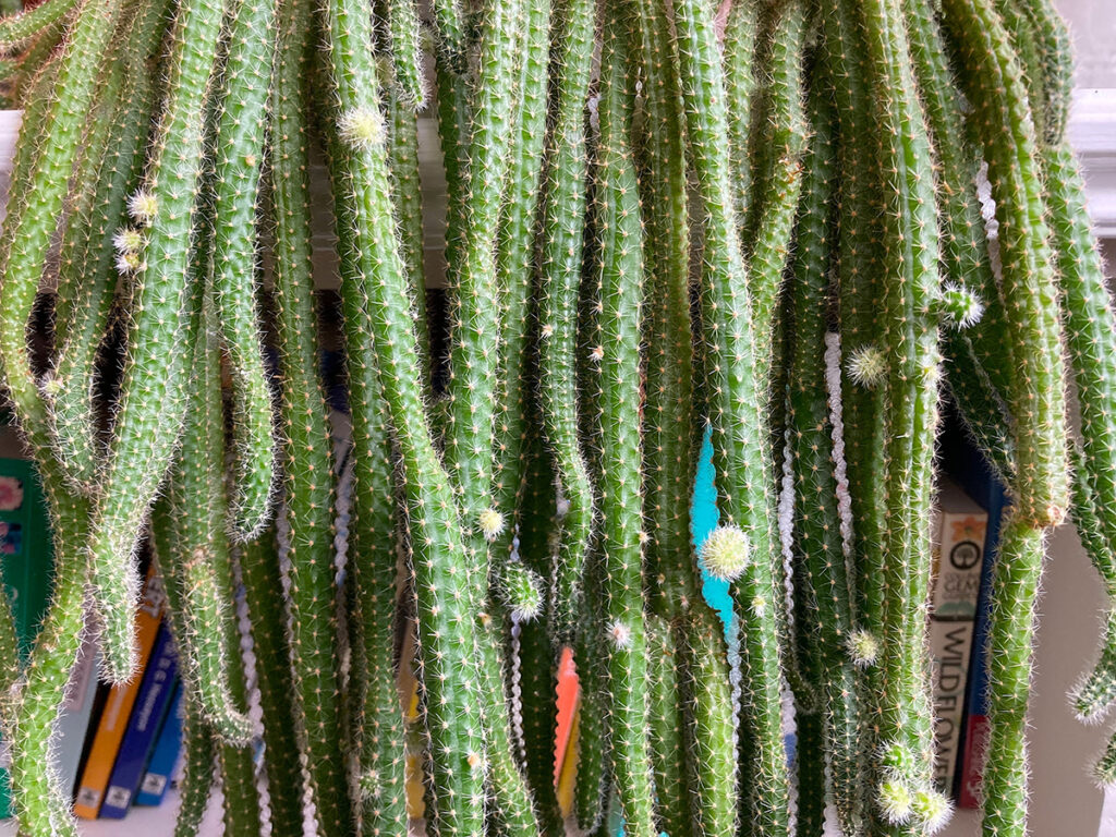 Rattail cacti