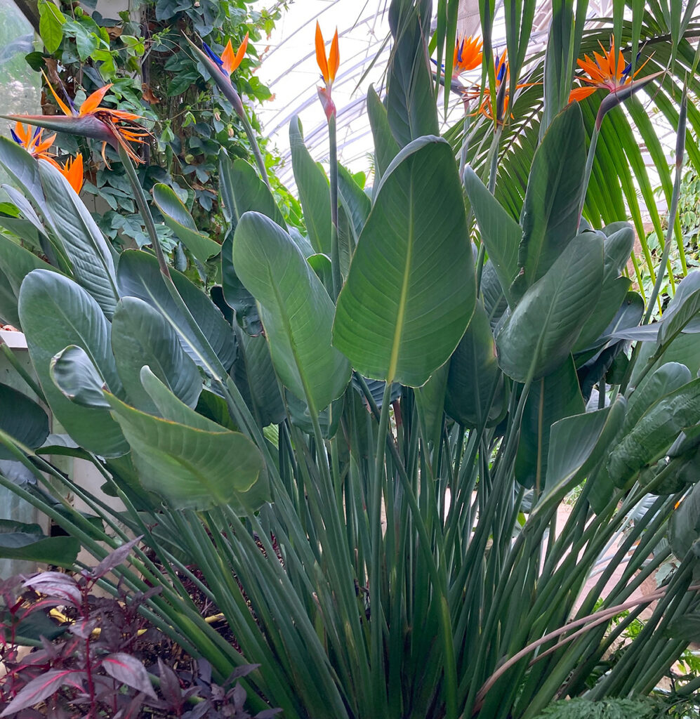 Strelitzia reginae