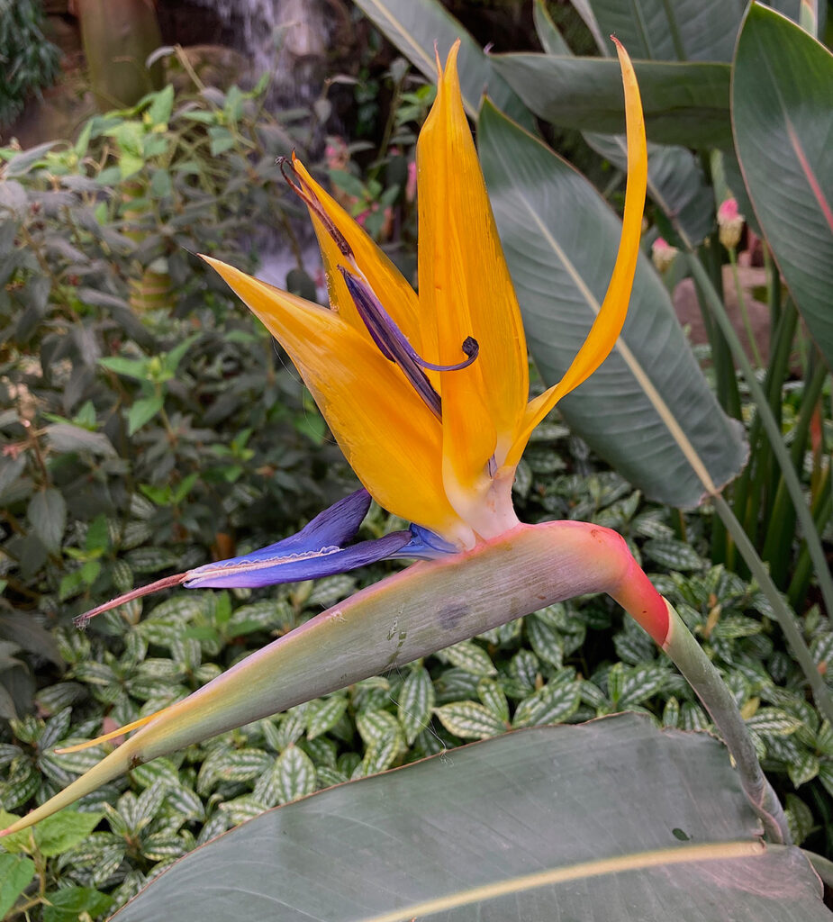Strelitzia 'Mandelas Gold'