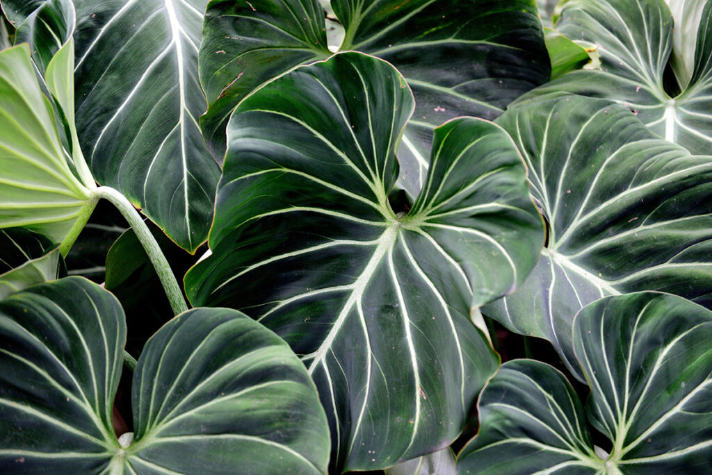 Alocasia growing in the wild