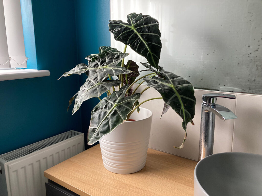 Alocasia plant in humid bathroom