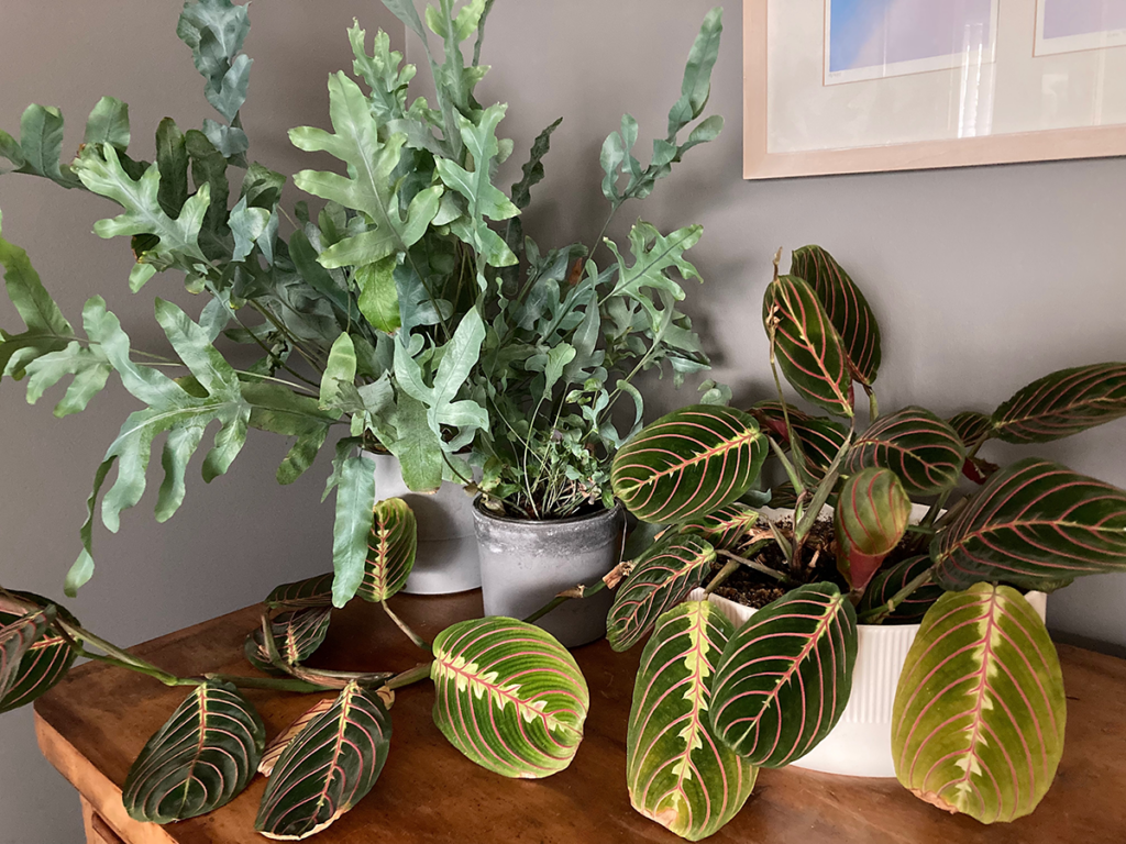 Houseplants grouped together on shelf