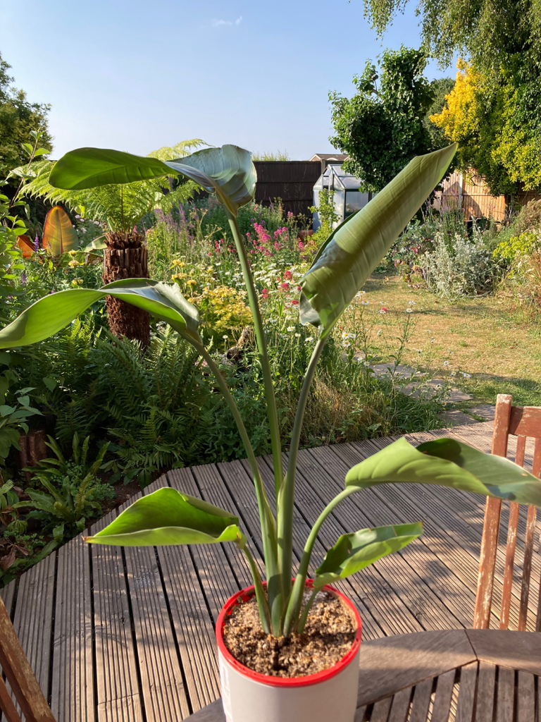Houseplant on outside table in garden