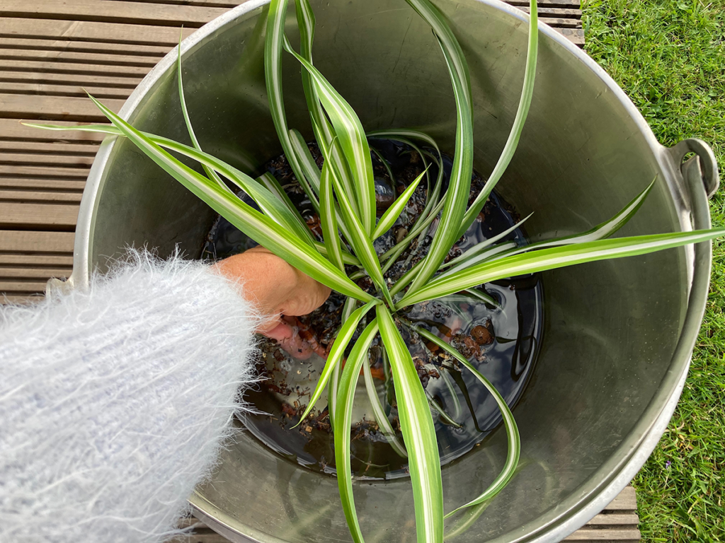 Spider plant submerged in bucket of water