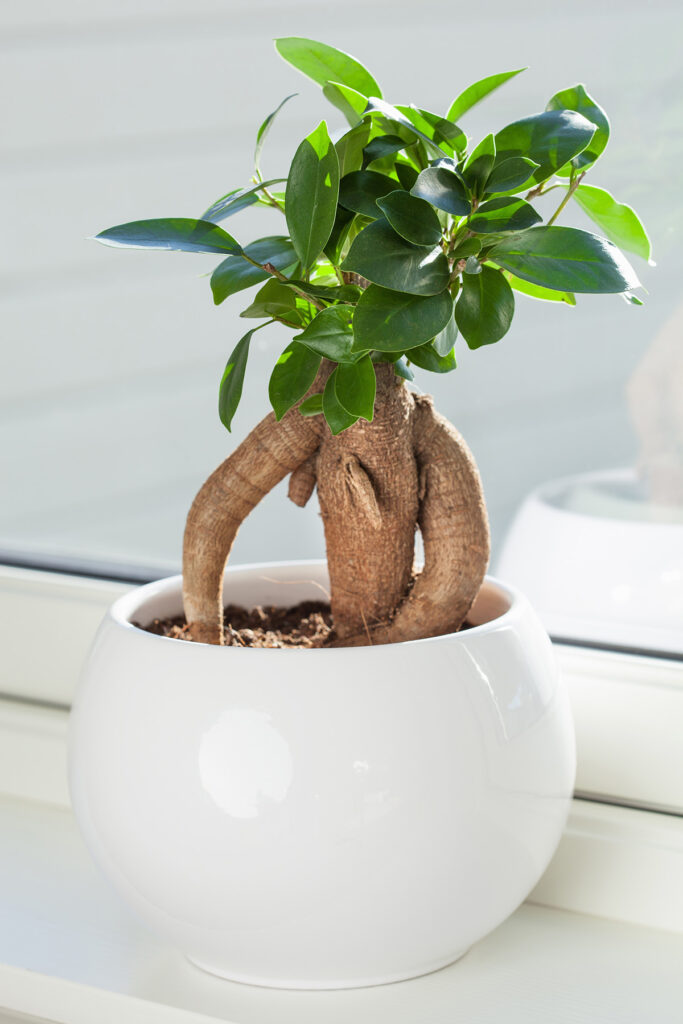 Chinese banyan