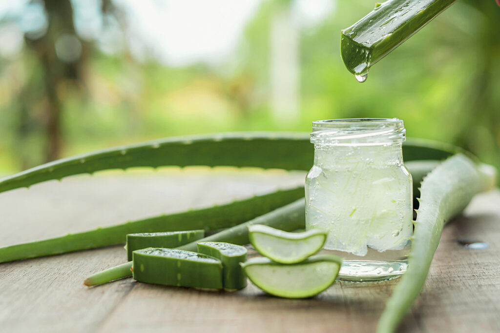 cut leaves of aloe vera