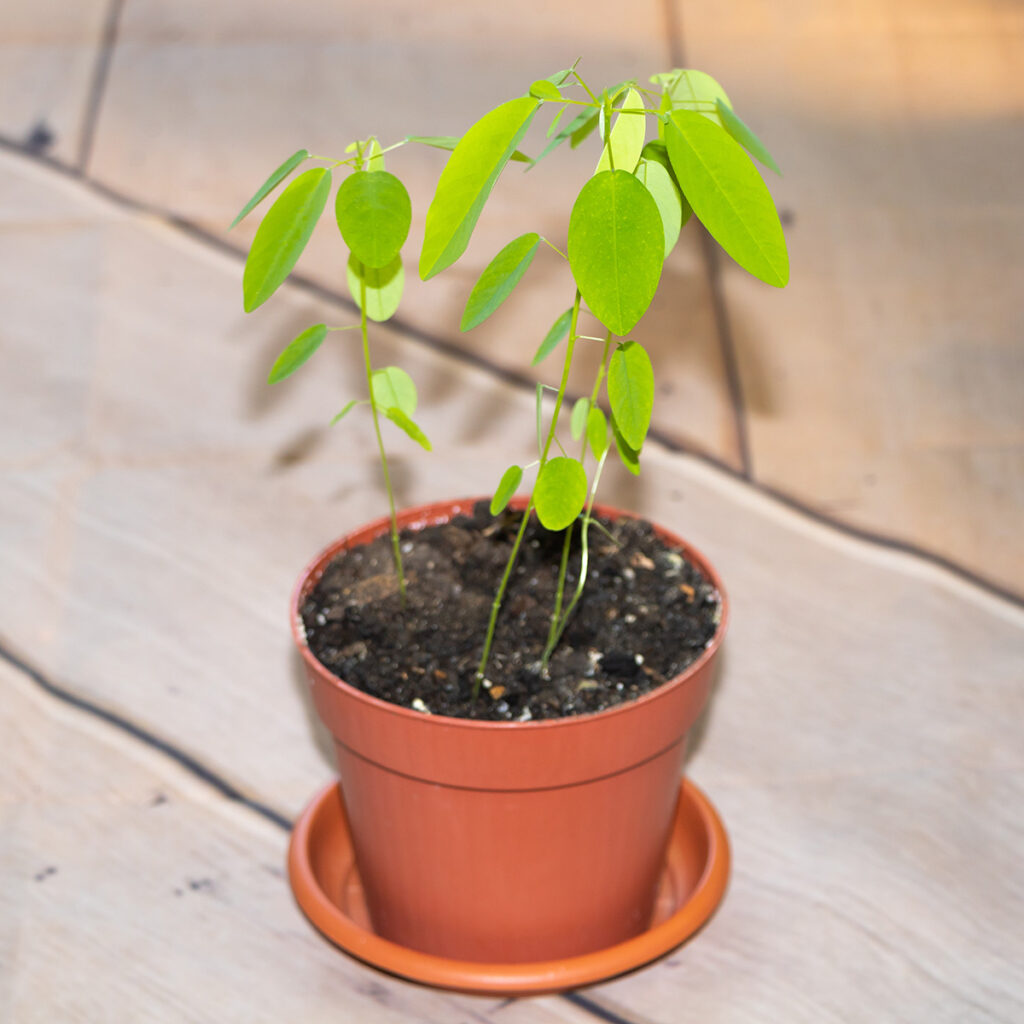 Telegraph Plant or Semaphore Plant