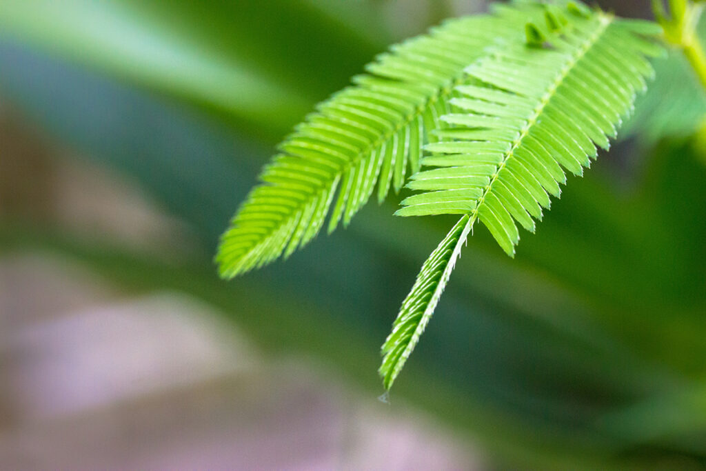 Mimosa pudica leaves