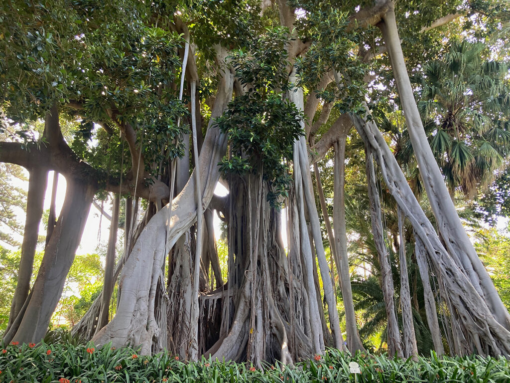 Ficus macrophylla f.columnaris