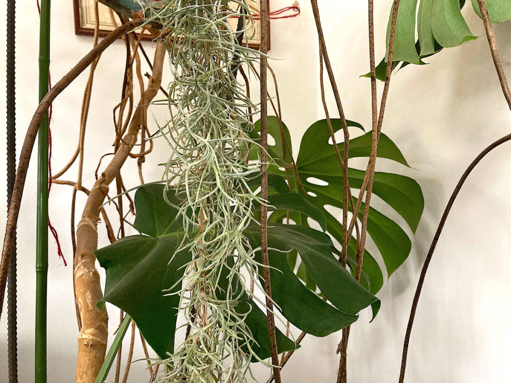 Spanish moss hanging from Monstera delicious
