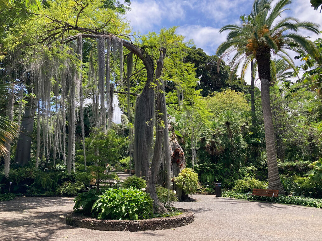 spanish moss hanging from mature trees
