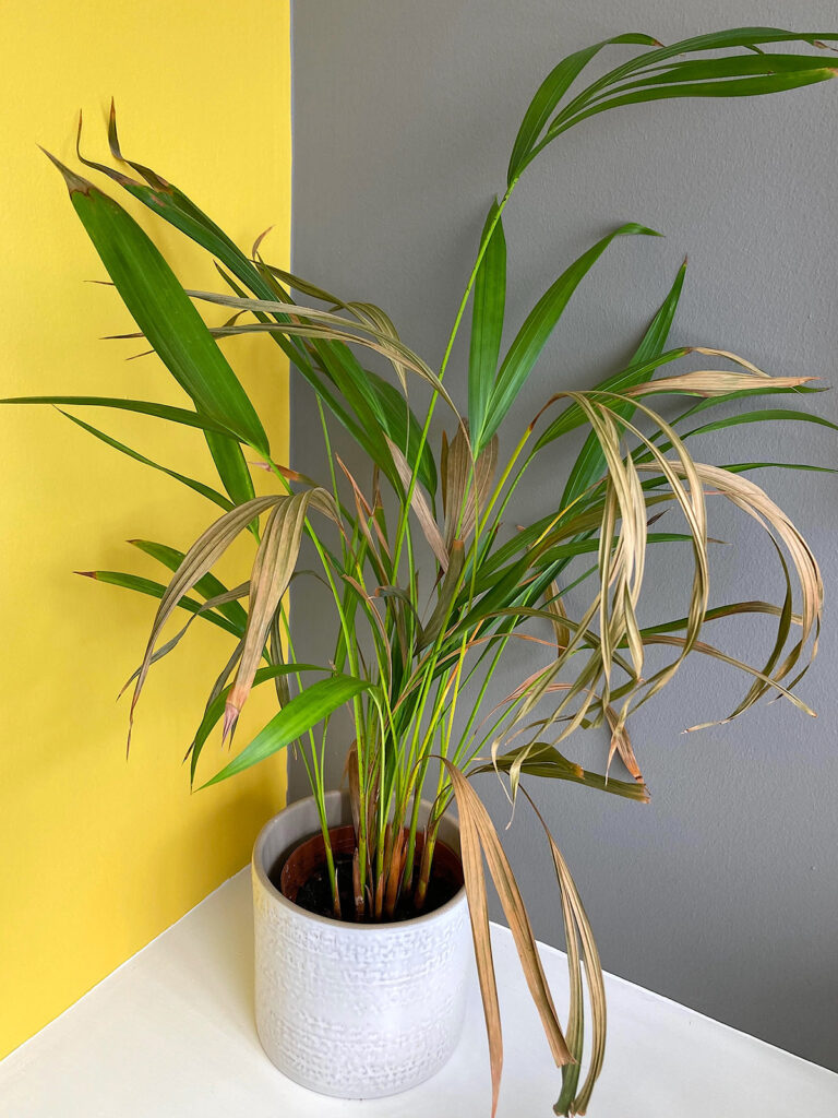 Brown leaves on palm plant