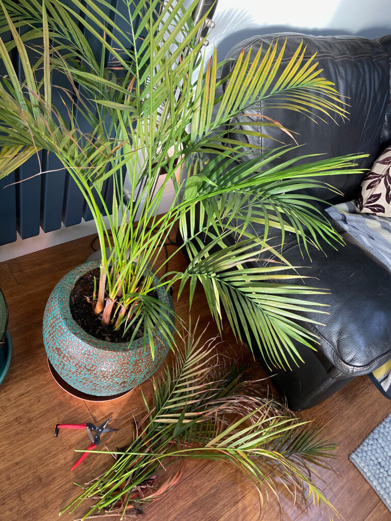 Removing damaged fronds from palm plant