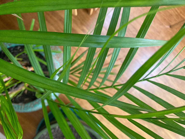 palm leaves