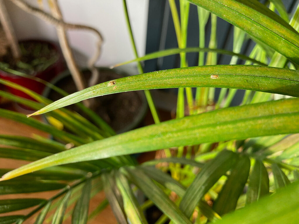 scale insect on palm leaf