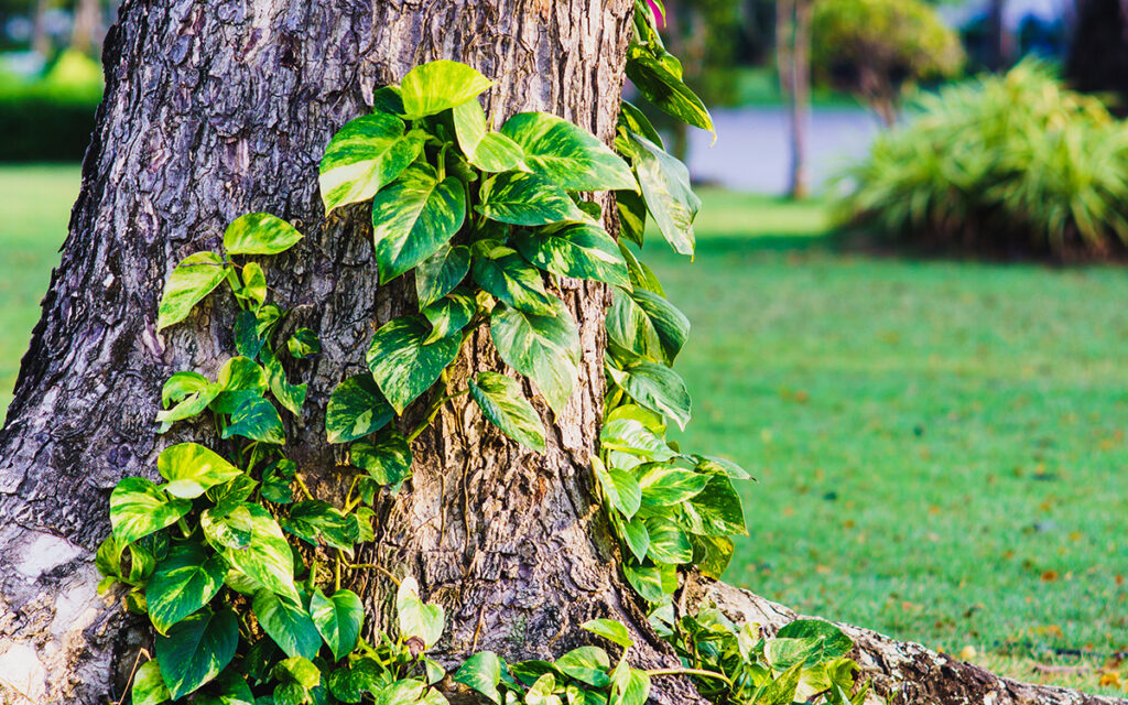 Devil's Ivy growing up a tree in the park