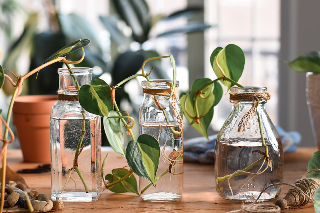 propagated cuttings from Devil's Ivy