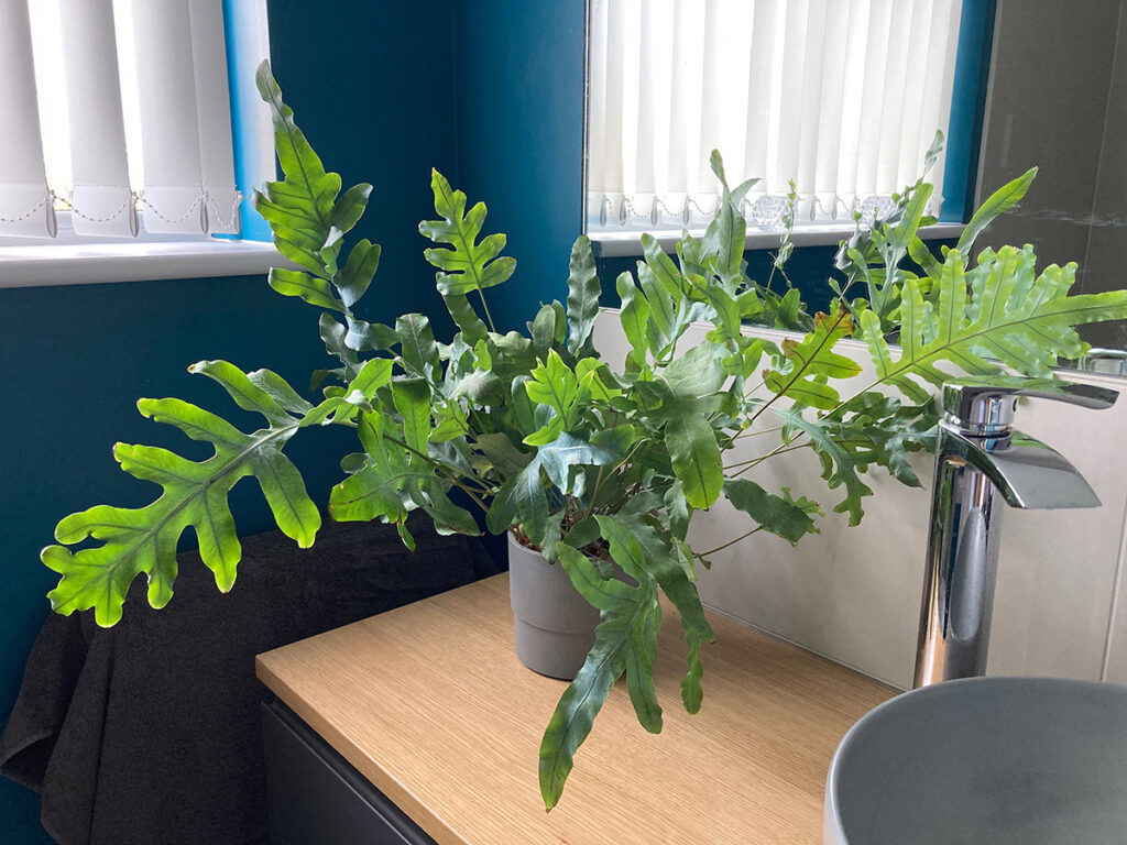 Blue star fern in bathroom