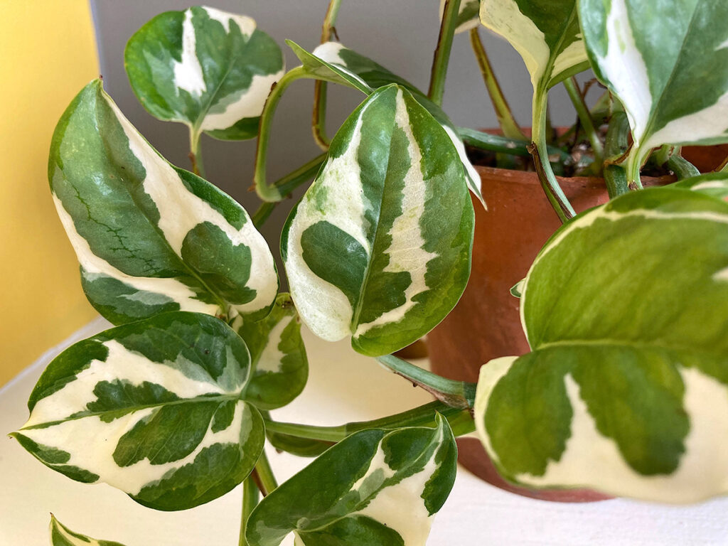 Devil's Ivy foliage