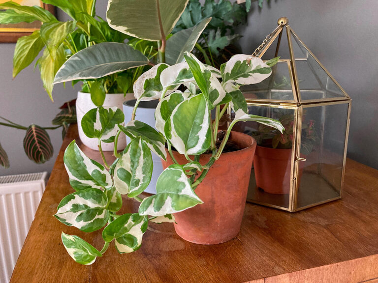 Devil's Ivy