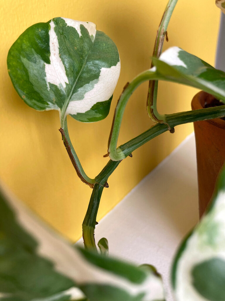 Root nodes of Devil's Ivy