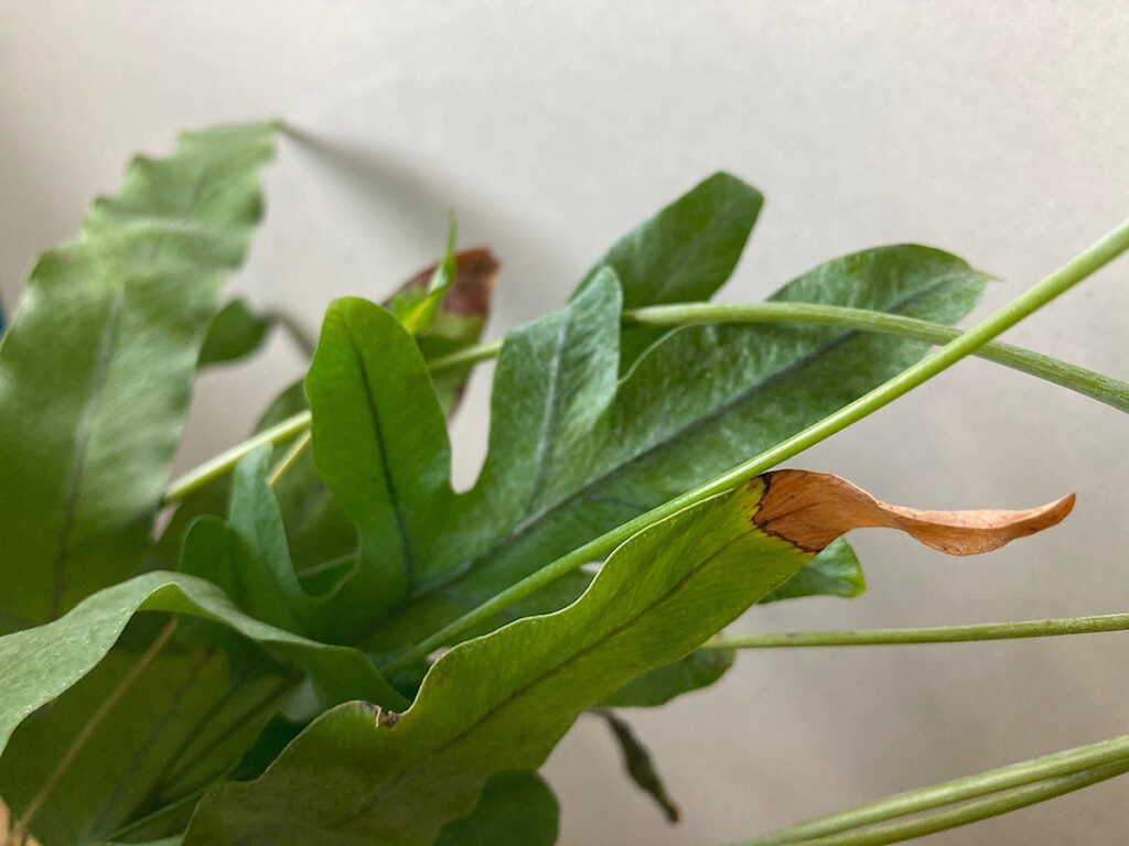 Blue star fern with brown tips on leaves
