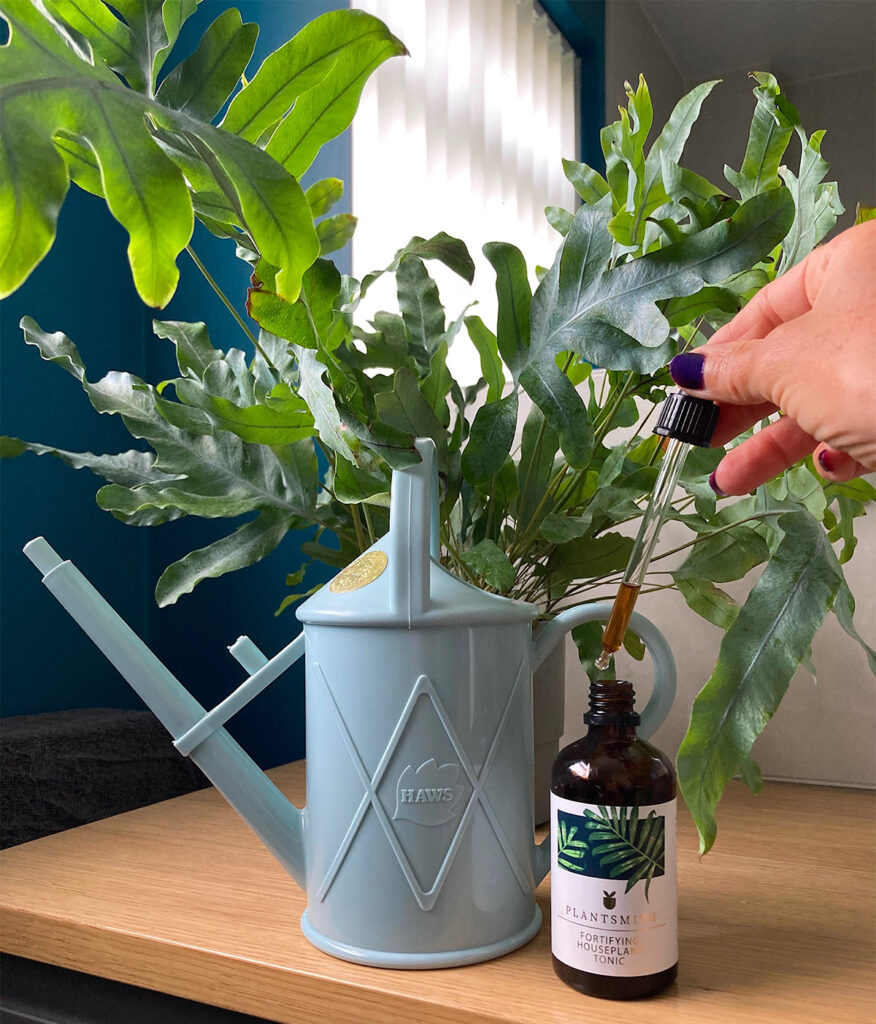 Blue Star fern with watering can and bottle of Plantsmith Feed