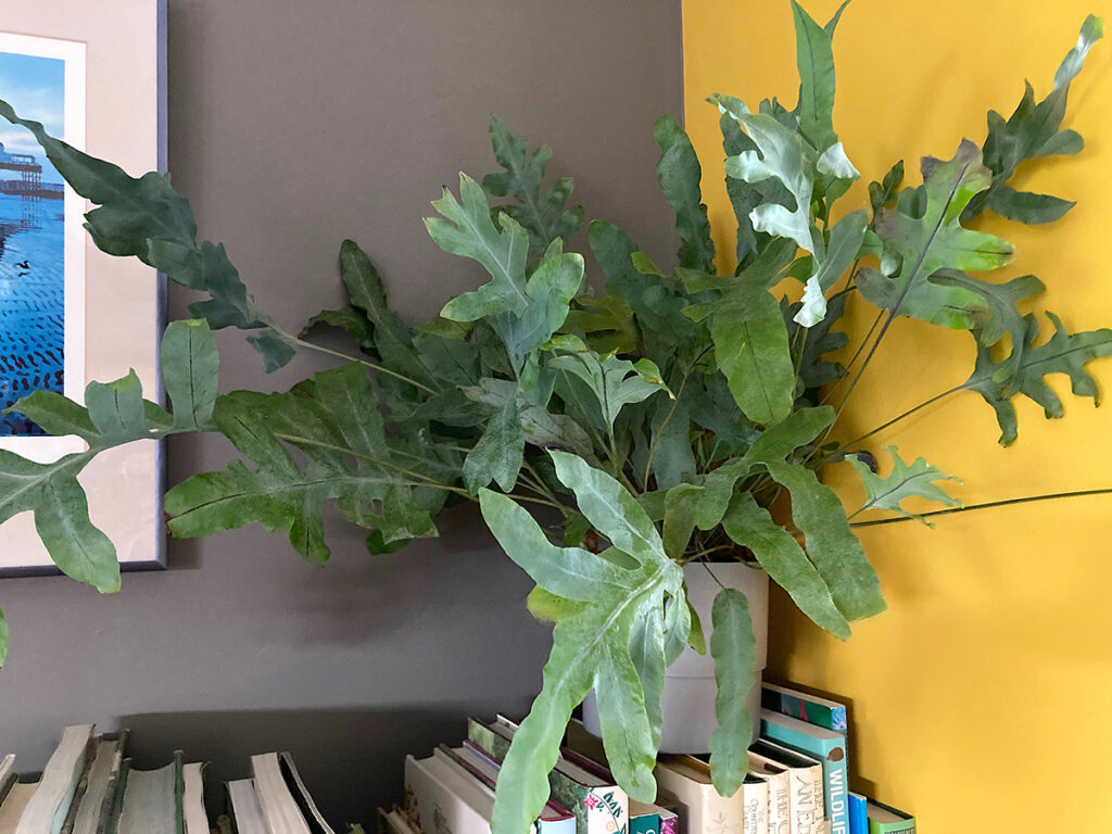 Blue Star fern in corner of room