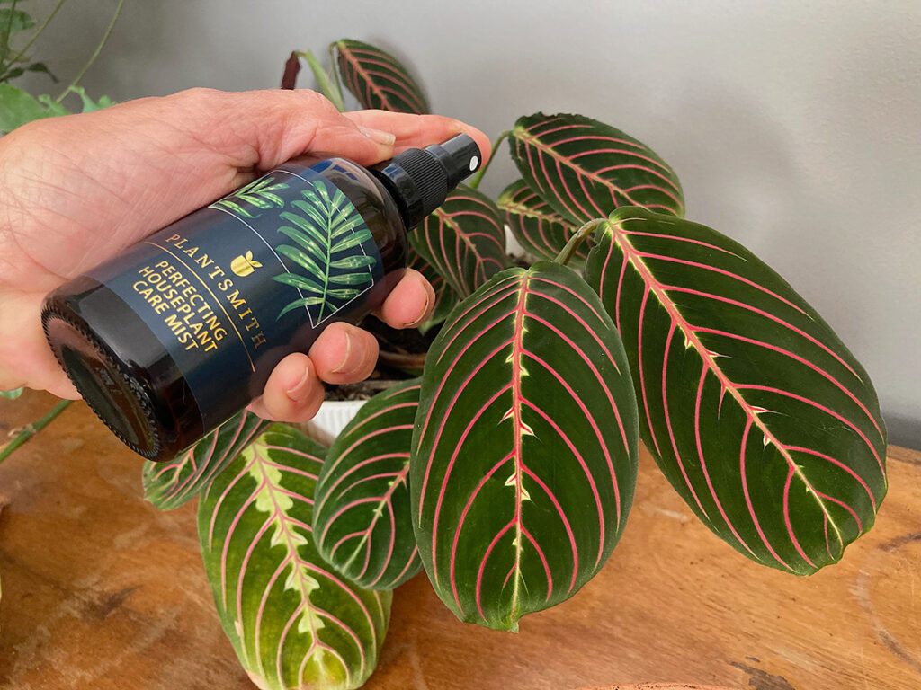 Misting houseplant with Perfecting Care Mist