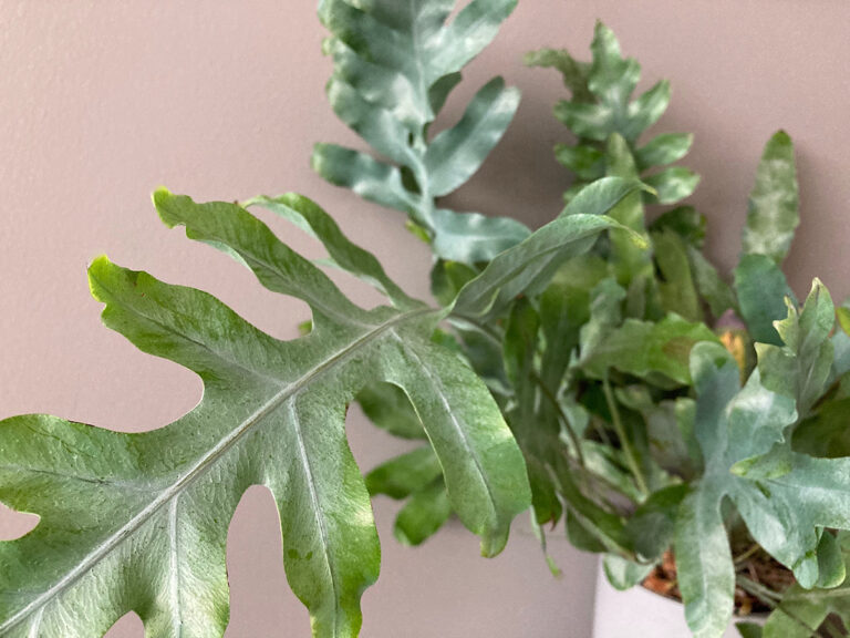 Phlebodium aureum