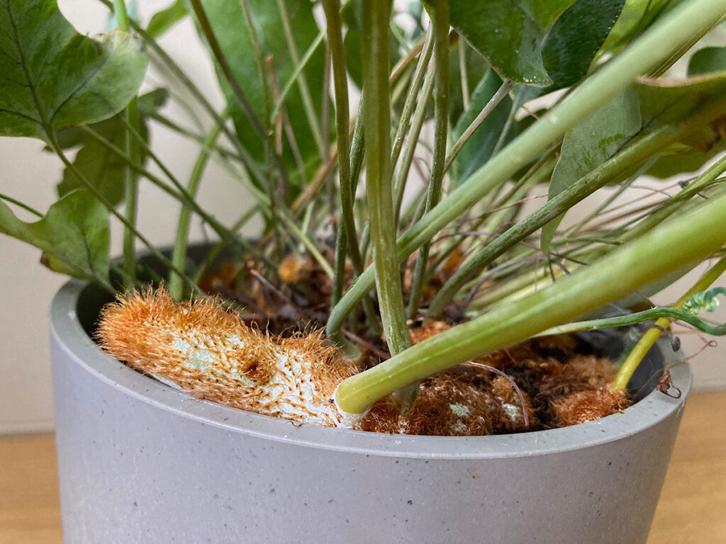 Phlebodium rhizomes