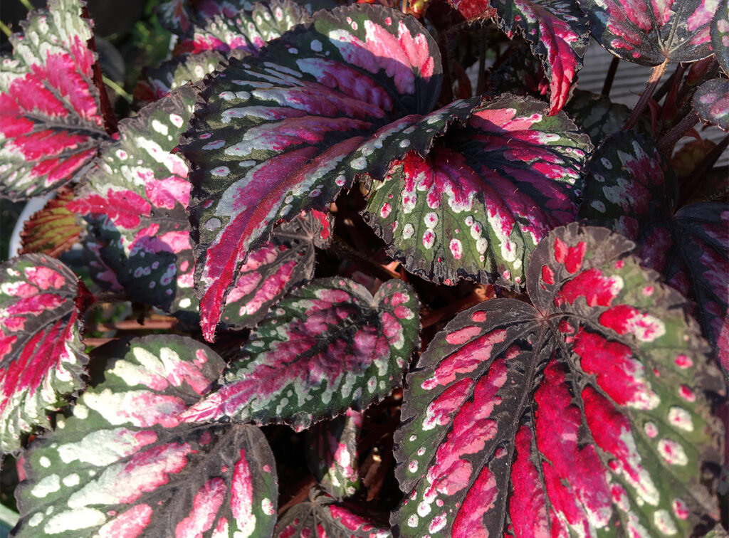 Begonia Rex