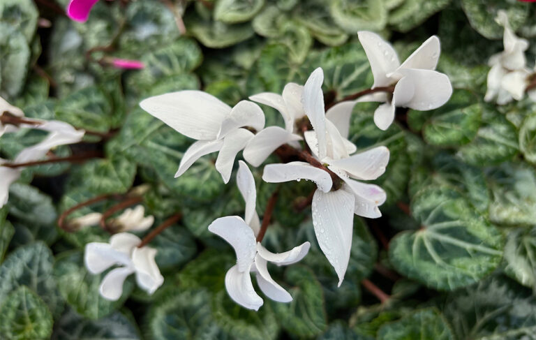 white cyclamen
