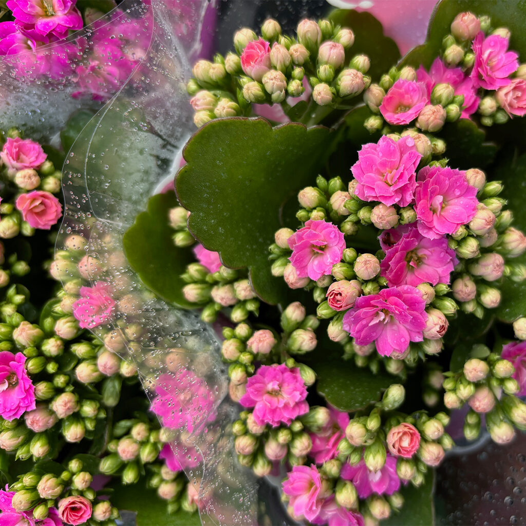 Pink kalanchoe