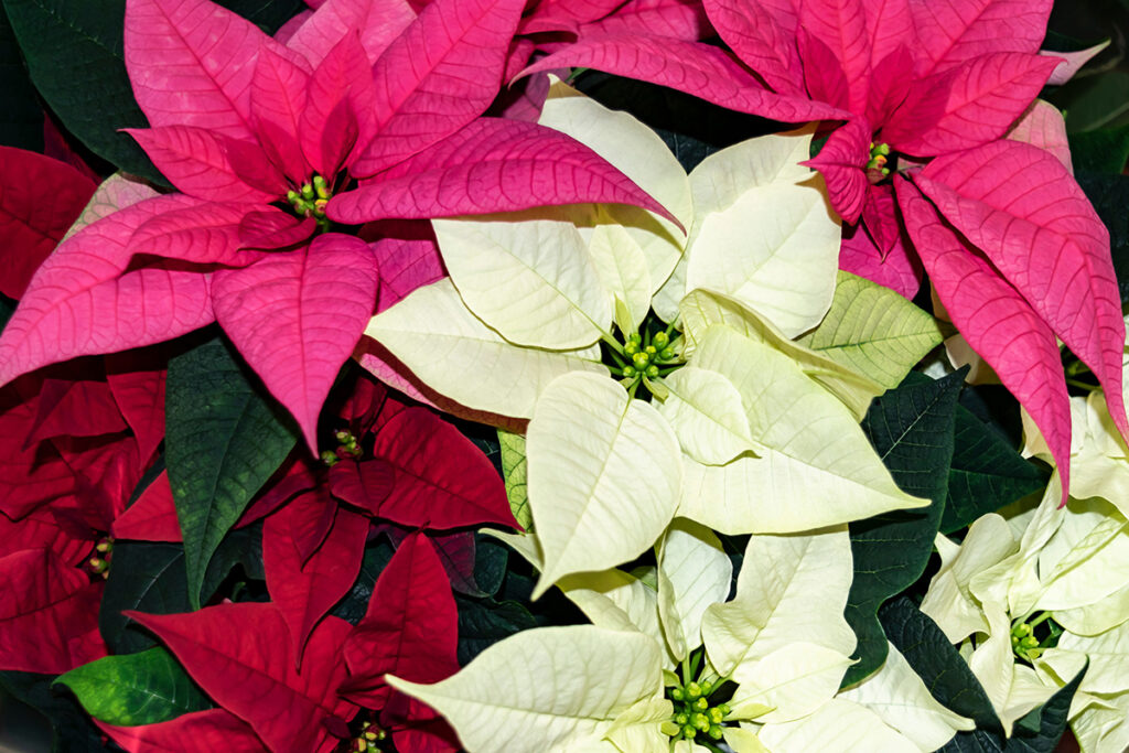 red, white and pink poinsettias