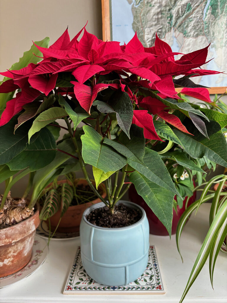 poinsettia