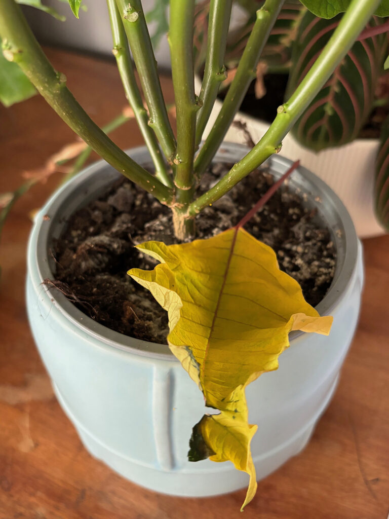 poinsettia yellow leaf