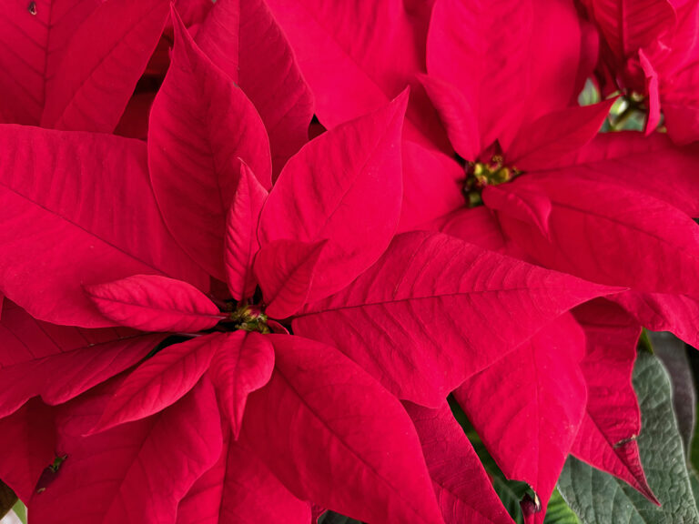poinsettia flowers