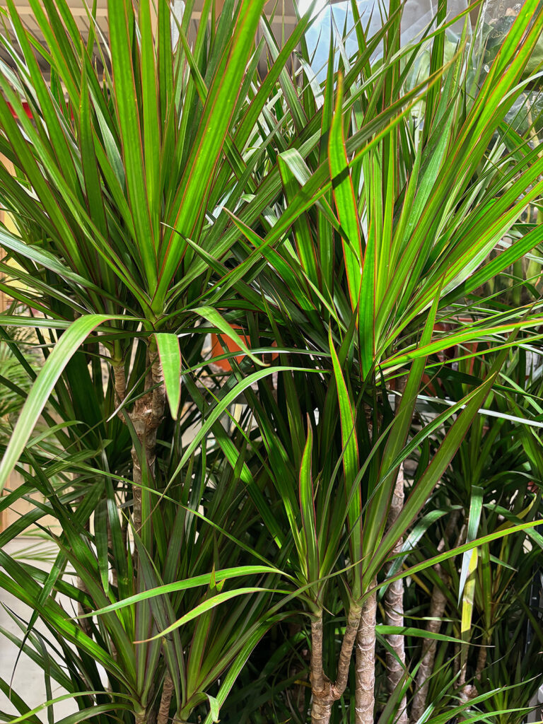 Dracaena marginata, Dragon tree