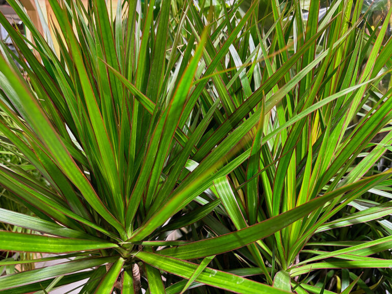 Dracaena marginata, Dragon tree