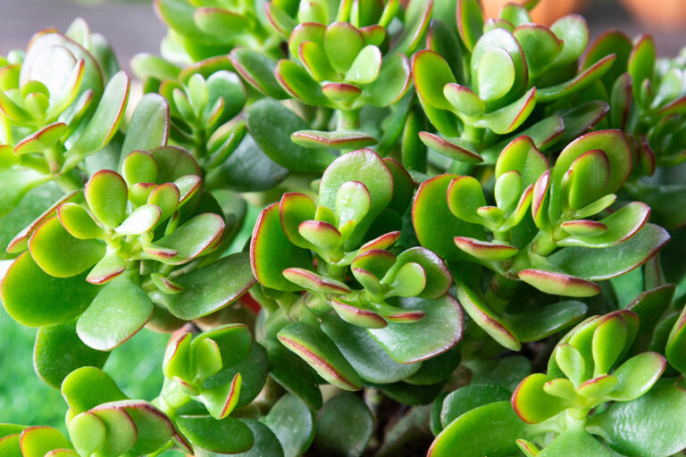 Crassula ovata, jade plant