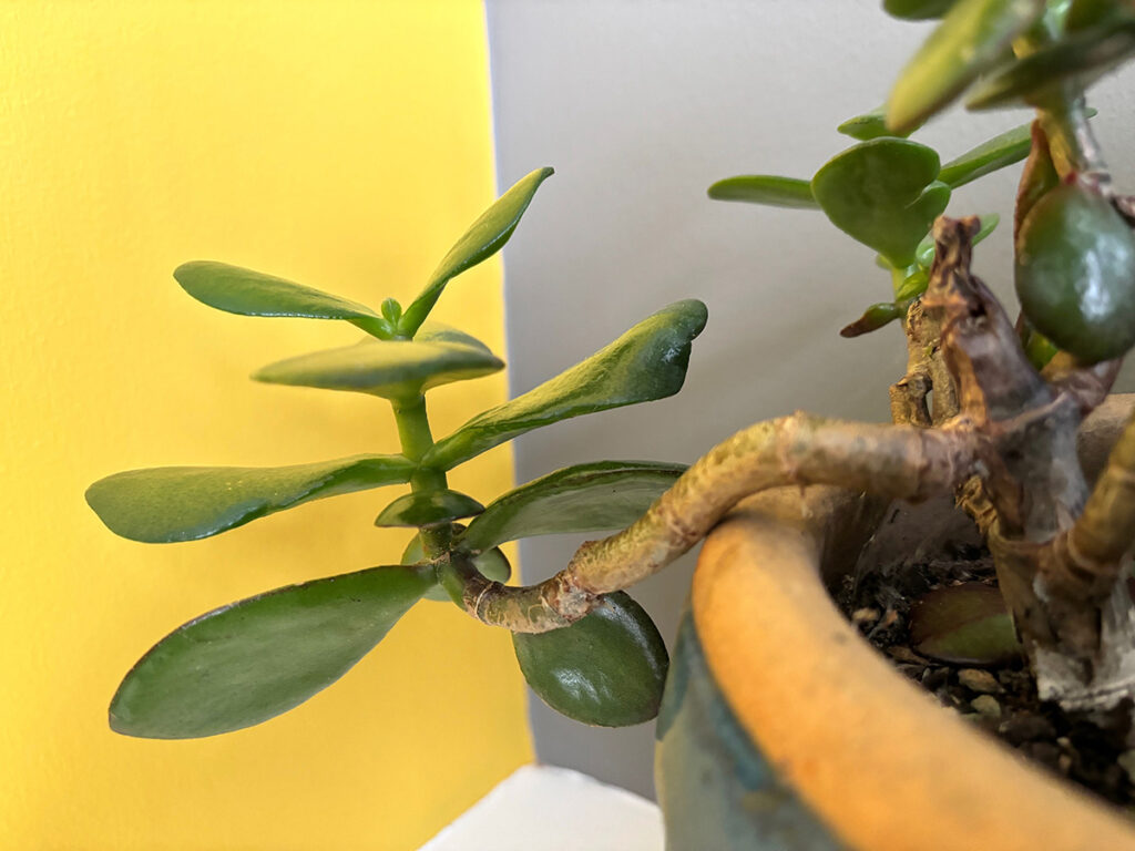 Stem of crassula ovata