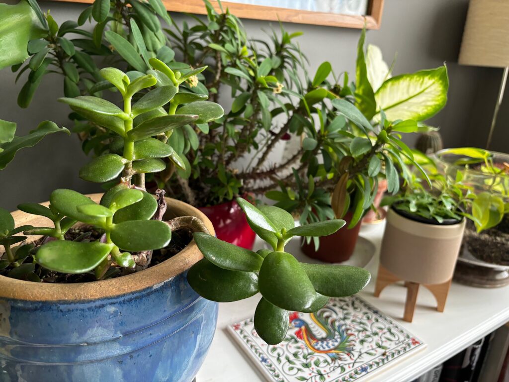 crassula ovata on shelf