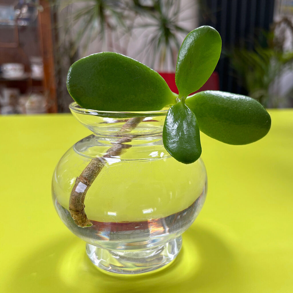 Crassula ovata stem in water